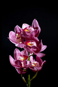 Close-up of pink rose against black background