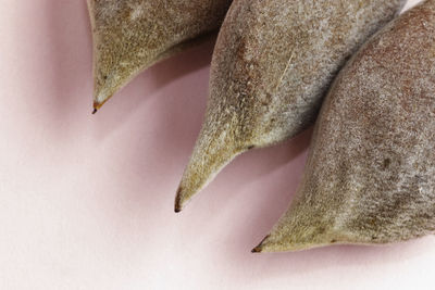 Part of three wisteria seed pods on a pink background , the pods are closed