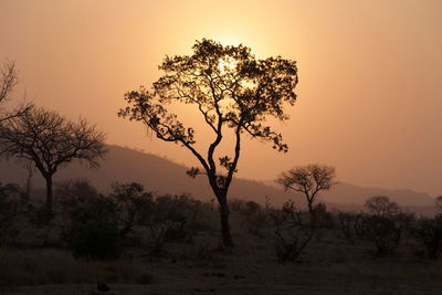 Silhouette trees on field against sky during sunset