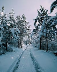 Snow covered road amidst trees against sky