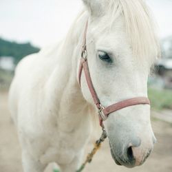 Close-up of horse