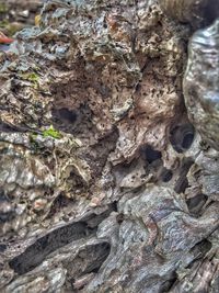 Full frame shot of rock on tree trunk