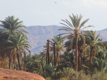 Palm trees on landscape against sky