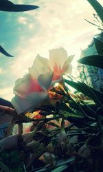 Close-up of flowers blooming against sky