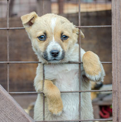 Close-up of dog