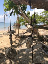 Close-up of rope hanging on tree