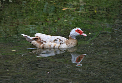 Ducks in a lake