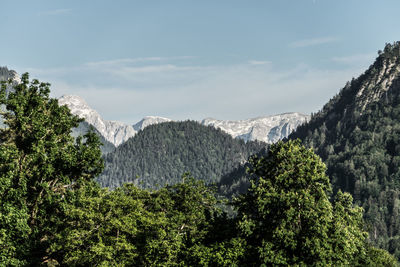 Panoramic view of trees and mountains against sky