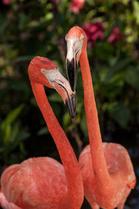 Caribbean flamingo phoenicopterus ruber in a tropical garden in southwestern florida.