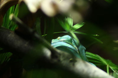 Close-up of fresh green plant