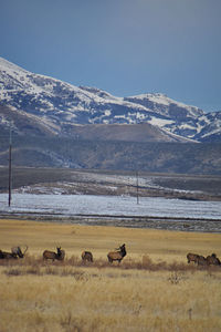Bull elk his herd harem on the baccus highway salt lake  rocky mountains utah united states.