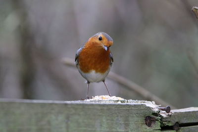 Close-up of a robin  perching on wood