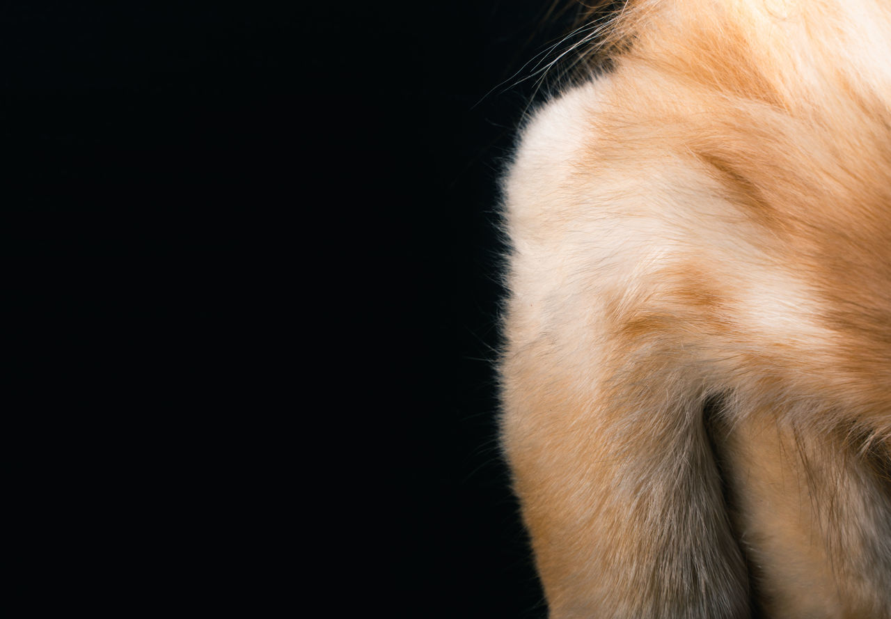 CLOSE-UP OF A CAT