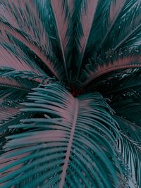 Full frame shot of palm tree