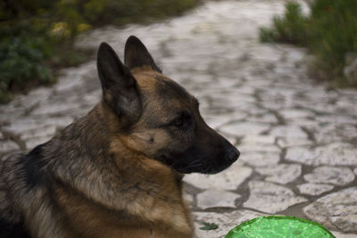 Close-up of dog looking away