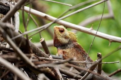 Close-up of bird perching on branch