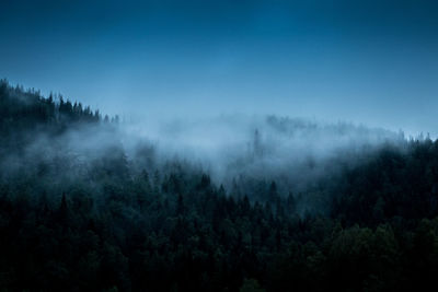 Fog above the forest at dusk