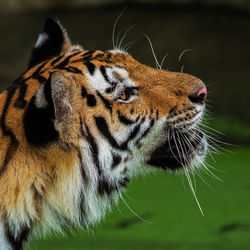 Close-up of a tiger