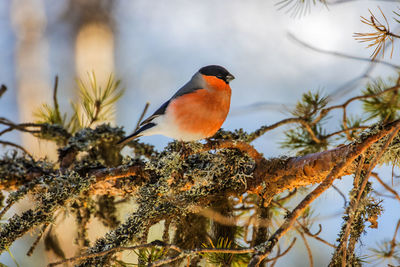 Bird perching on a tree