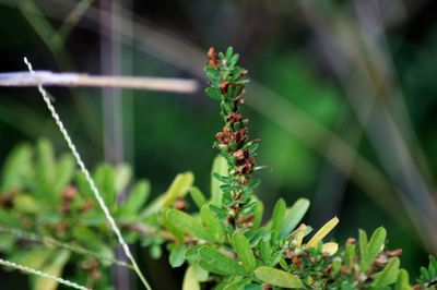 Close-up of plant