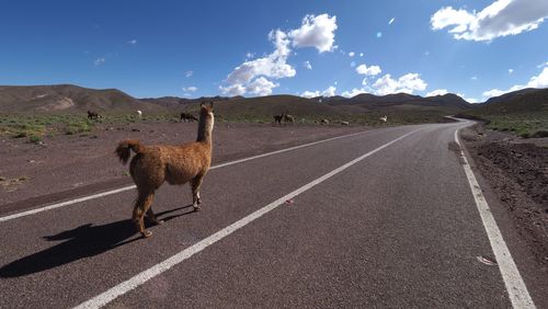 Cat on road against sky