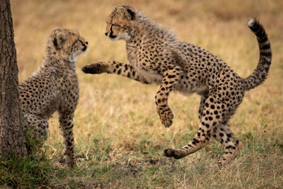 Close-up of cheetahs playing on field by tree trunk