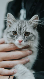 Close-up portrait of kitten