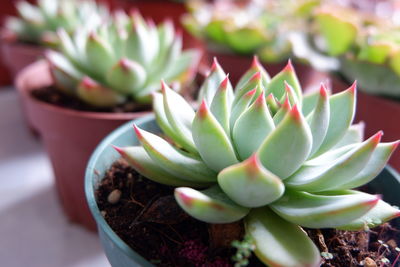 Close-up of succulent plant