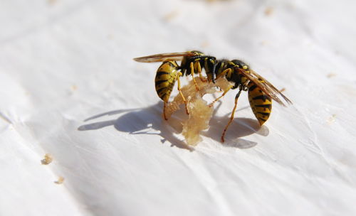 Close-up of bee