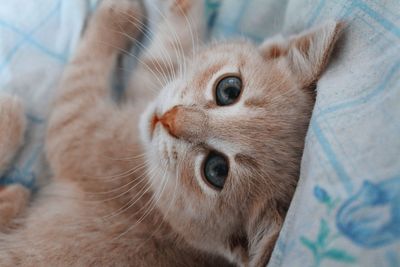 Close-up portrait of a cat