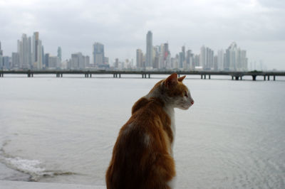 Cat looking away on city against sky