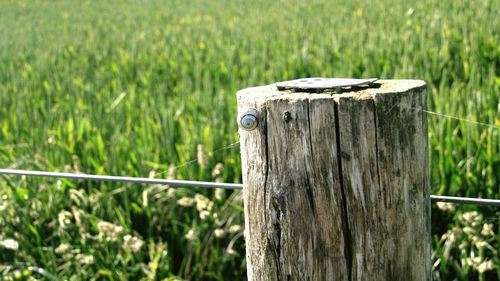 Close-up of wooden post on field