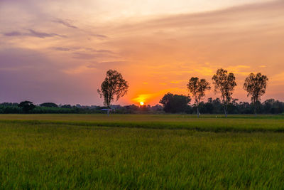 Scenic view of field against sky during sunset