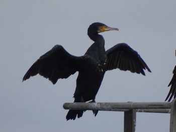 Low angle view of bird flying against sky