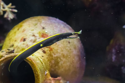 Close-up of leaf in sea