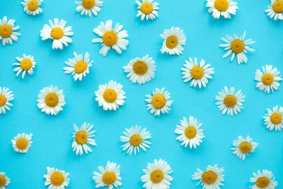 Full frame shot of blue and white flowers