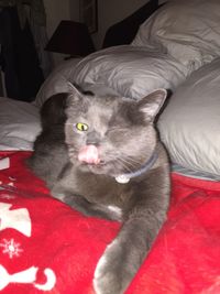 Portrait of cat lying on sofa