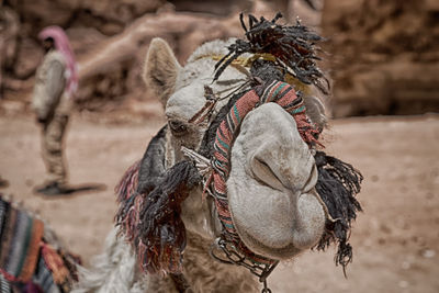 Close-up portrait of dromedary camel