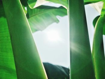 Close-up of green leaves