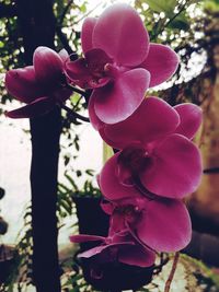 Close-up of pink rose flowers