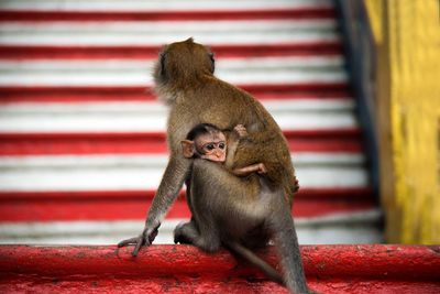 Monkey sitting with infant on railing against steps