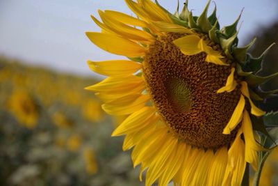 Close-up of sunflower