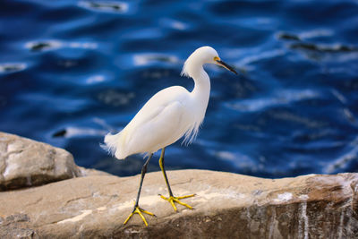 Bird perching on rock