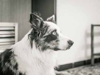 Close-up of a dog looking away