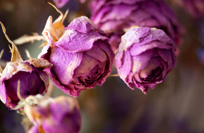 Close-up of purple flowering plant