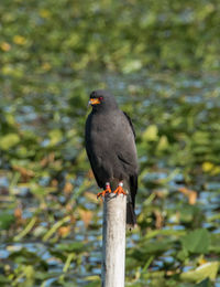 Close-up of bird perching on branch