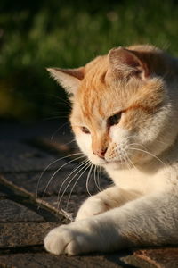 Close-up of a cat