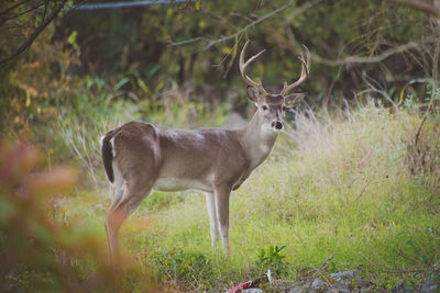 Deer on field