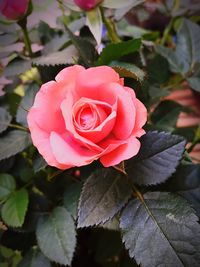 Close-up of pink rose blooming outdoors