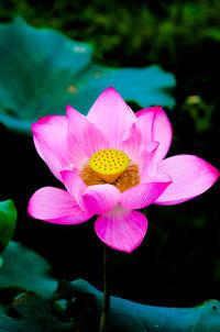 Close-up of pink lotus water lily in pond